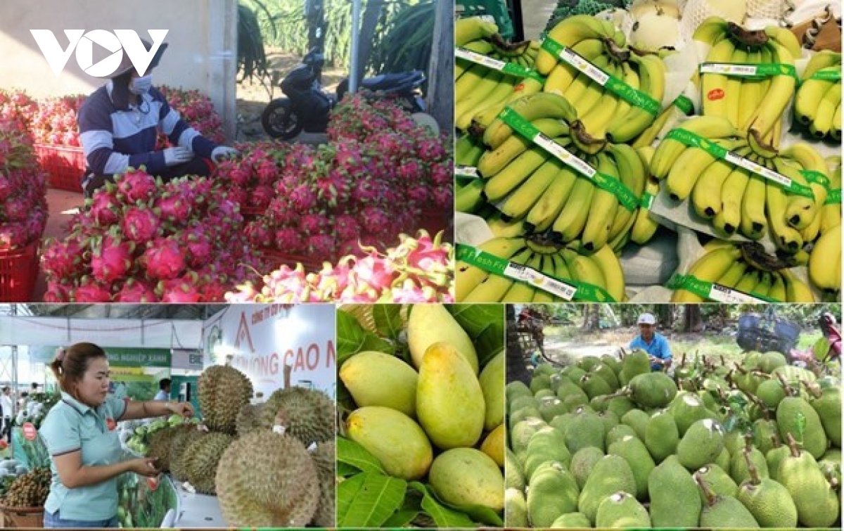 Eight-month fruit and vegetable exports earn close to US$4.6 billion